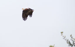 Fishing eagle - in flight